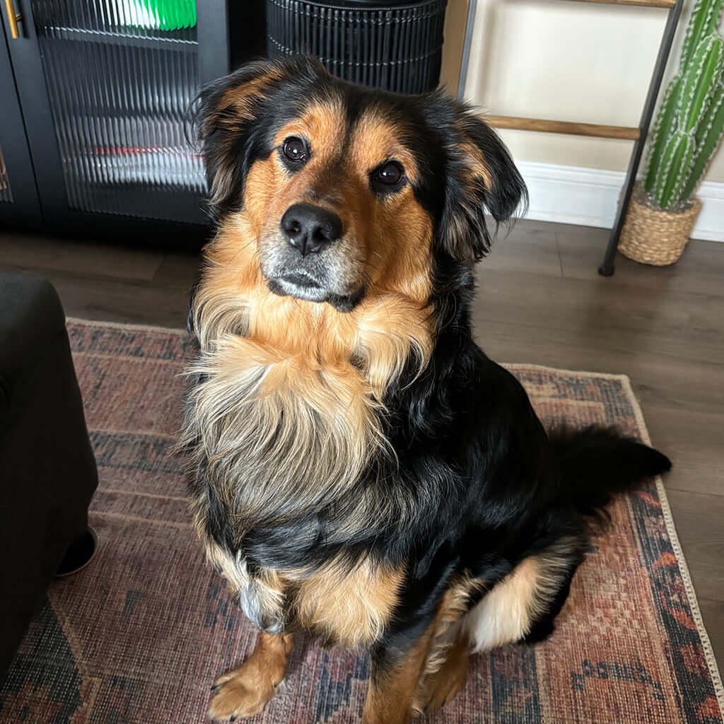 dog sitting on the floor looking up.
